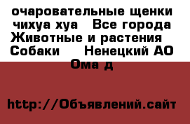 очаровательные щенки чихуа-хуа - Все города Животные и растения » Собаки   . Ненецкий АО,Ома д.